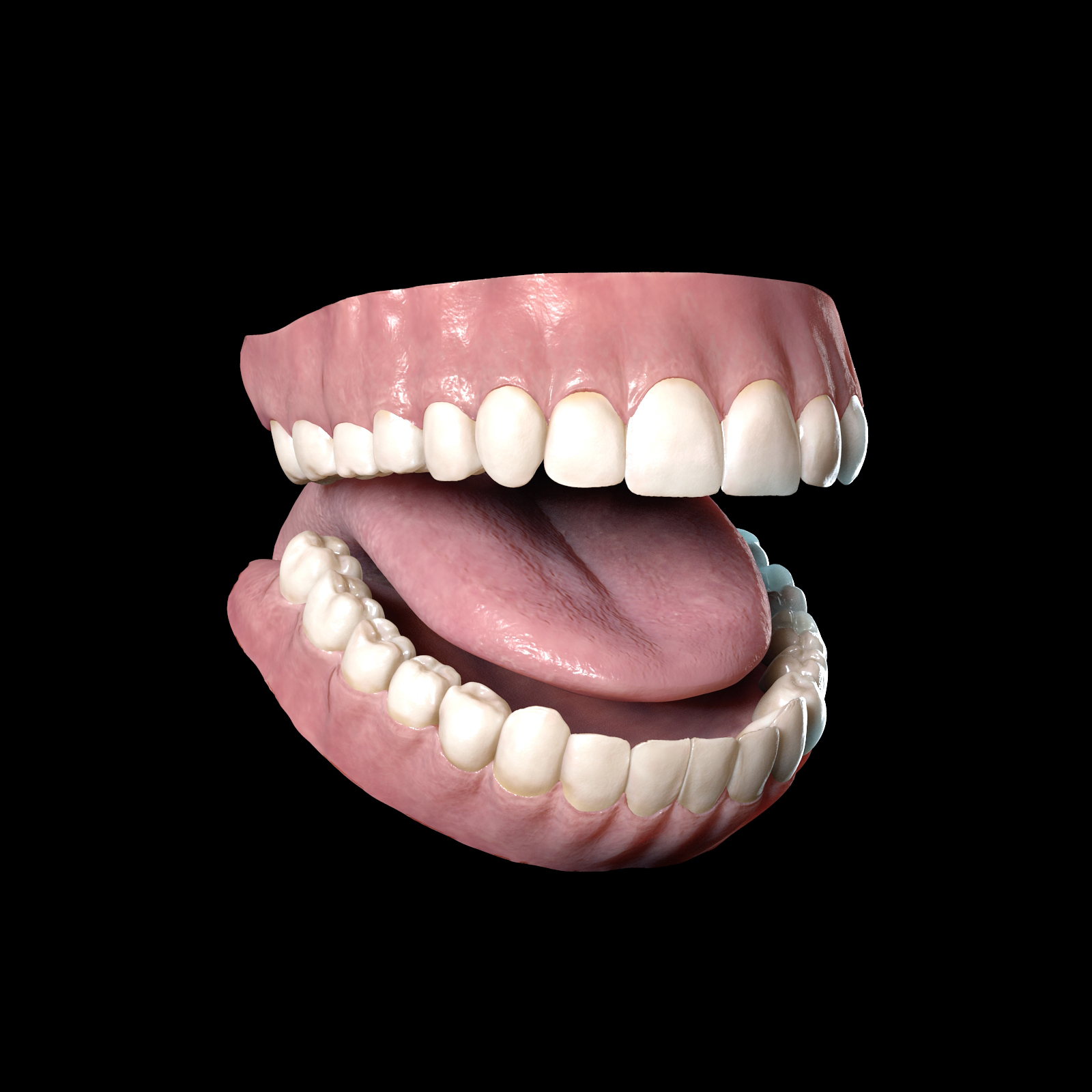 realistic human teeth 3d model