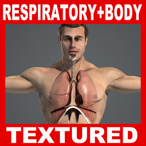 3d respiratory male body