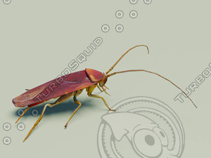 3d cockroach roach