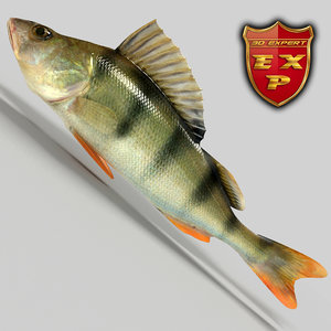 perch fish 3d model