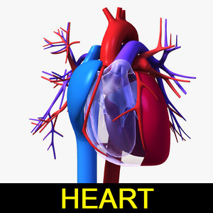 3d human heart model