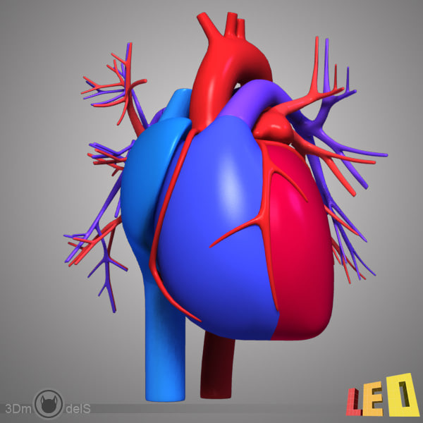 3d human heart drawing