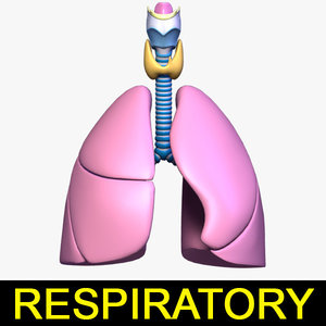 3d model respiratory anatomy lung