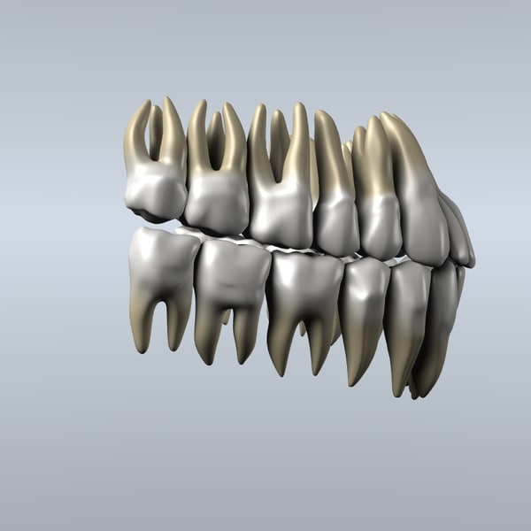 3d model dentist teeth gums modeled