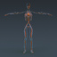 3ds max human female anatomy -