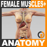 3ds Human Female Anatomy