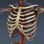 3ds max human female anatomy -