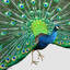 peacock tail fan max