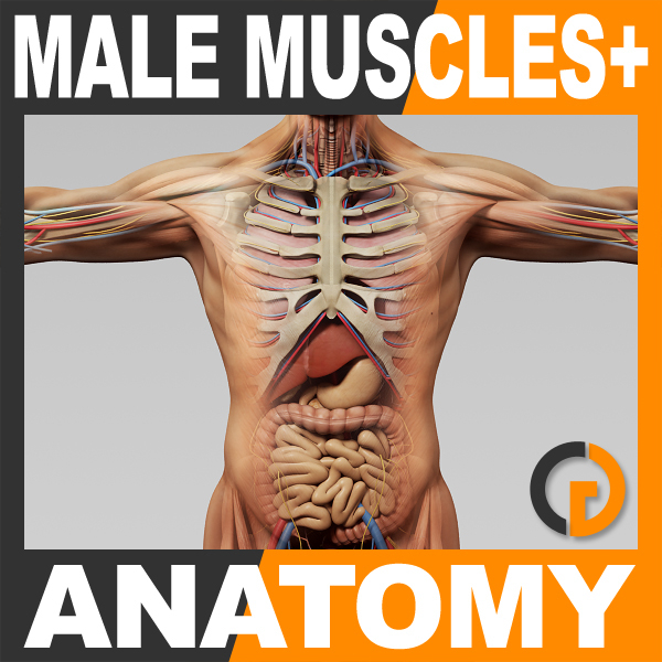 anatomy EP图片