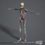 3d human skeletal male body