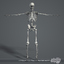 3d human skeletal male body