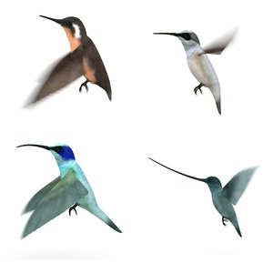 3d colibri birds