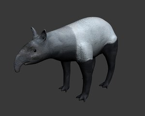 3d malayan tapir model