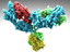 human antibodies 3d model