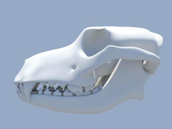 狗头骨 - 动物骷髅3d模型