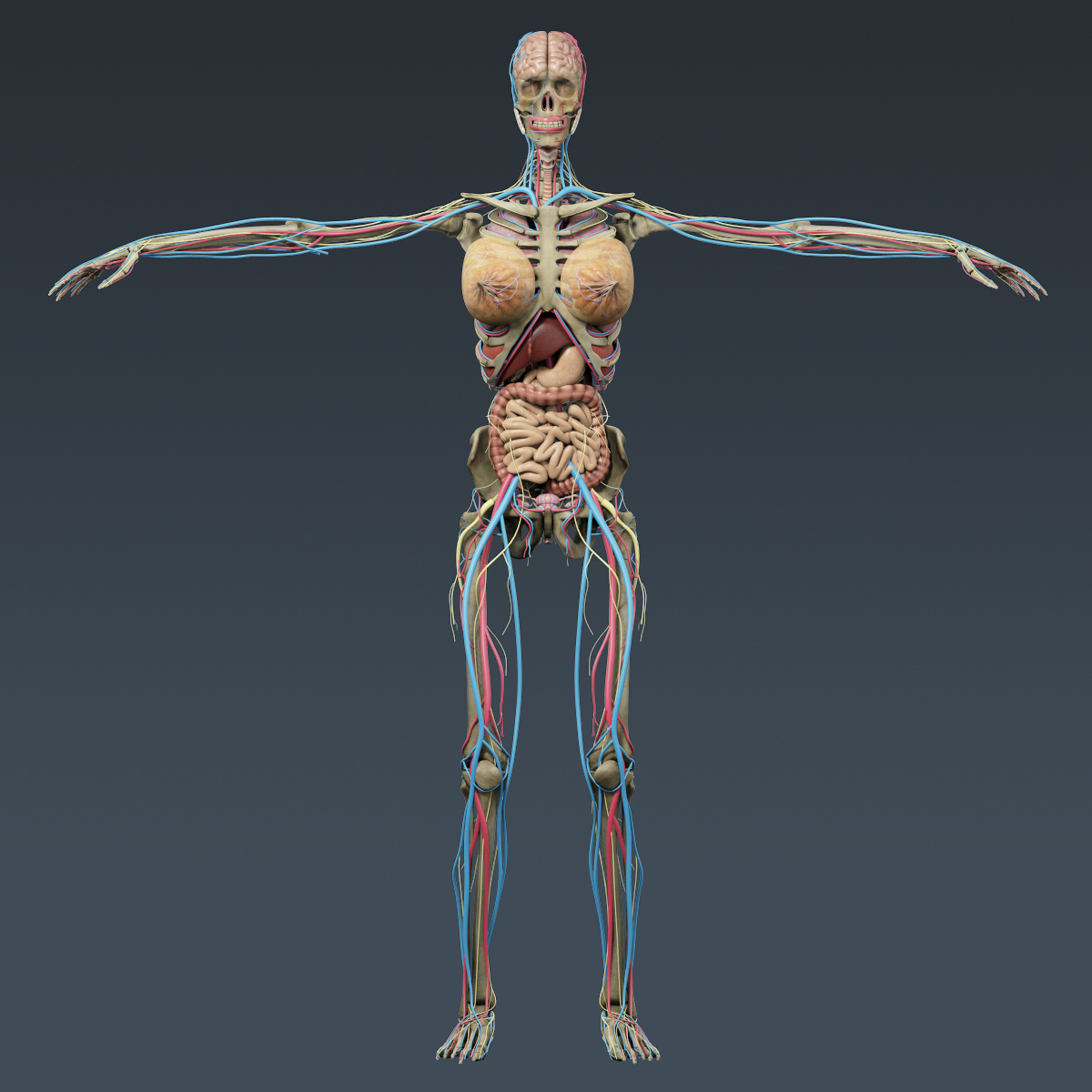 3d human male female anatomy