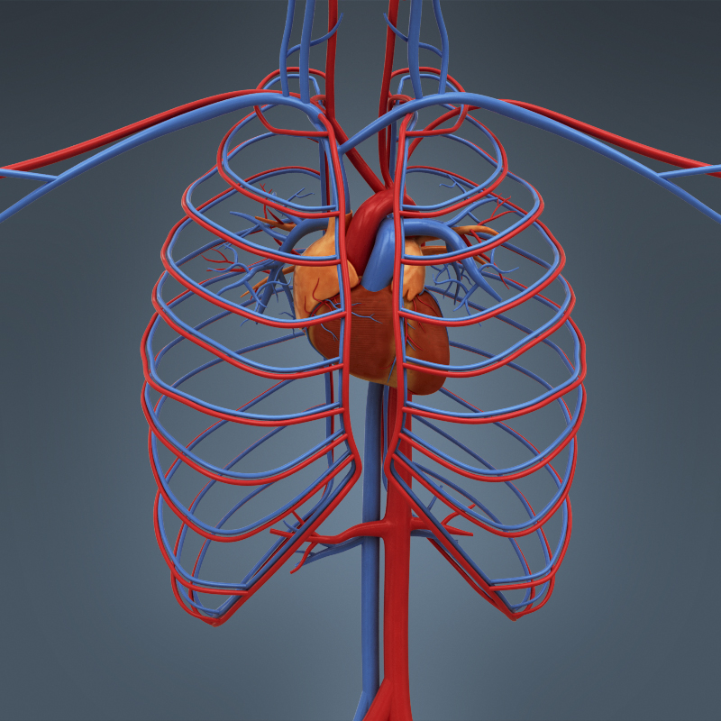 3d human male female anatomy