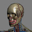 3d human male female anatomy