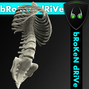 max human spine