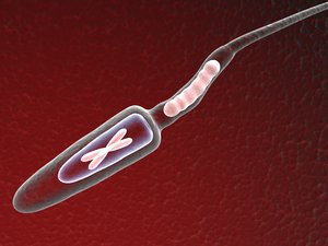 sperm cell 3d model