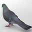 3d max realistic pigeon b wings