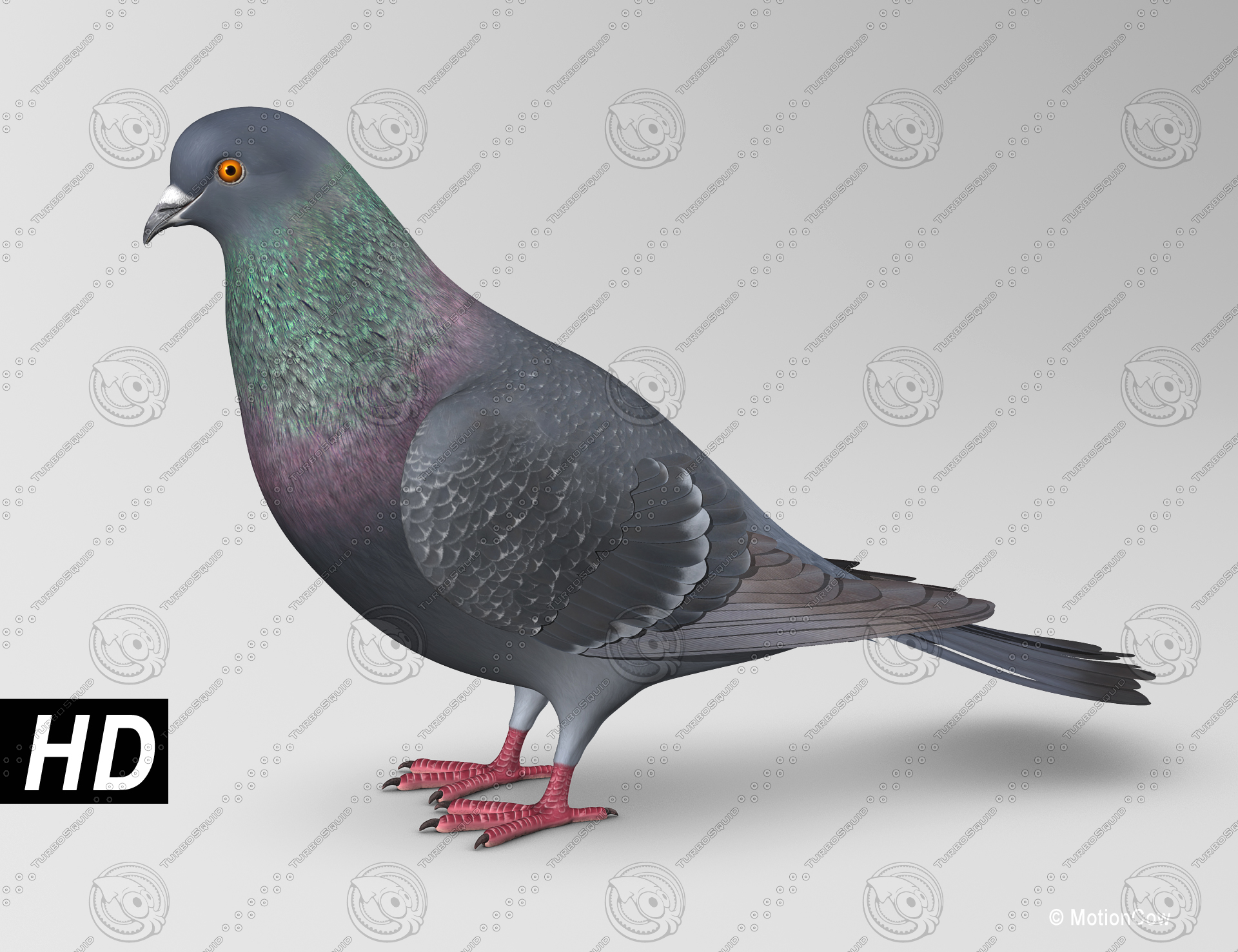 3d Max Realistic Pigeon B Wings