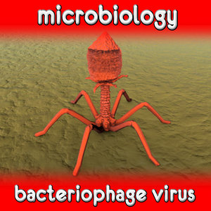 3d phage bacteriophage virus