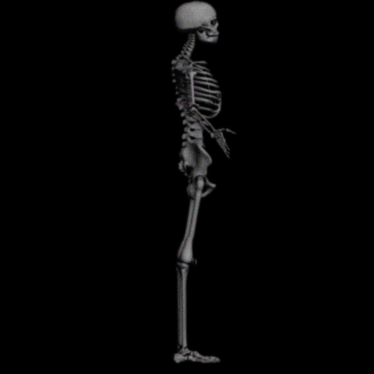 xray skeleton xray body human obj