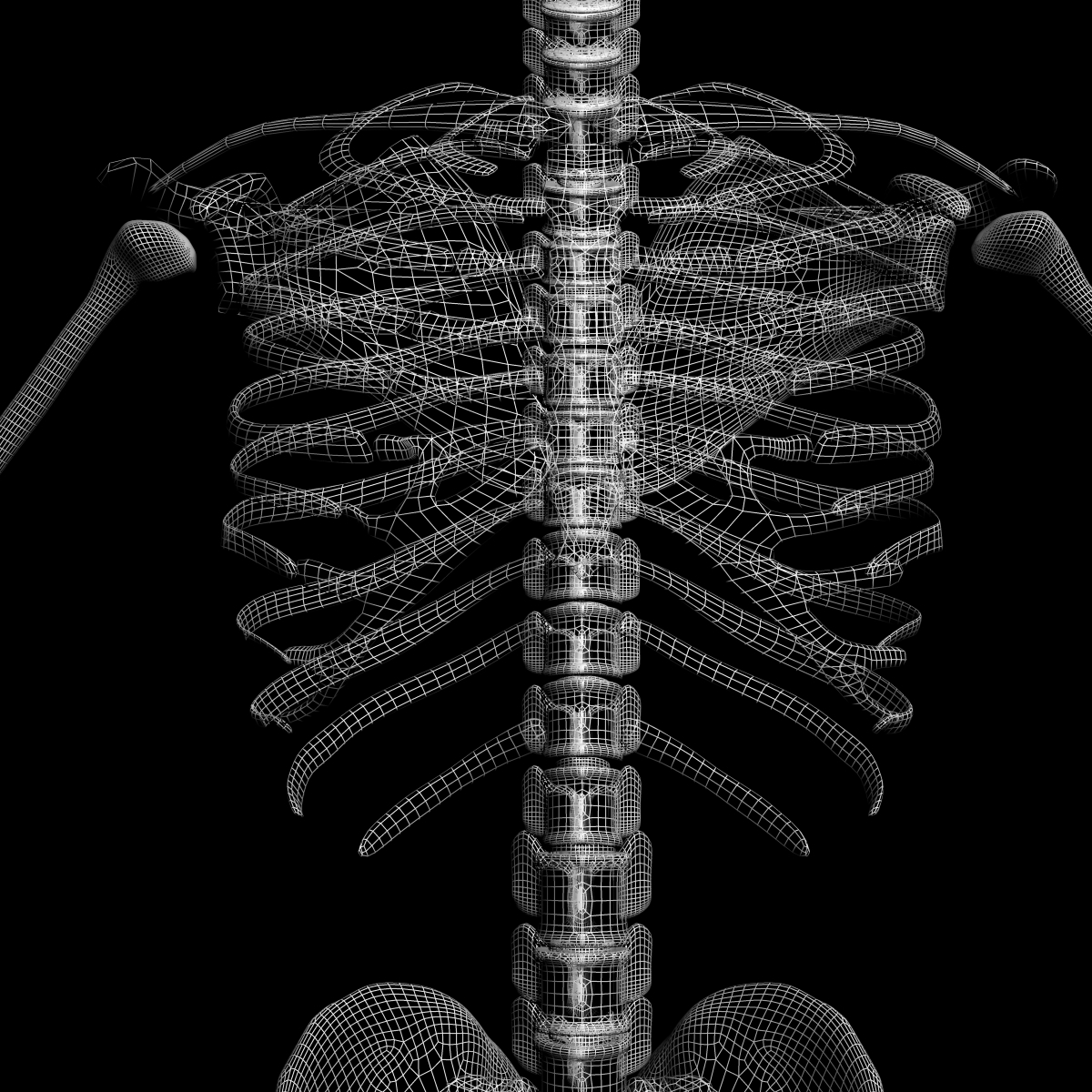 xray skeleton xray body human obj