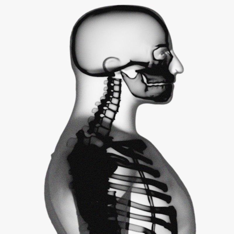ray skeleton xray body human obj Biology Diagrams