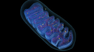 3d model mitochondria energy cell