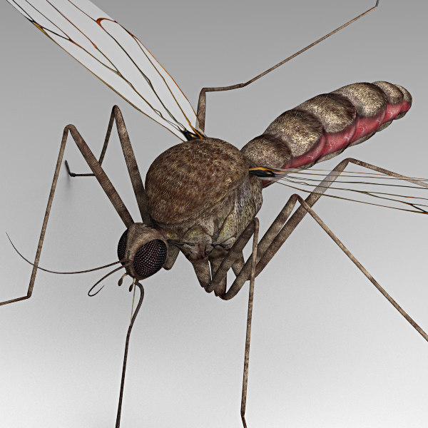 large scale mosquito model