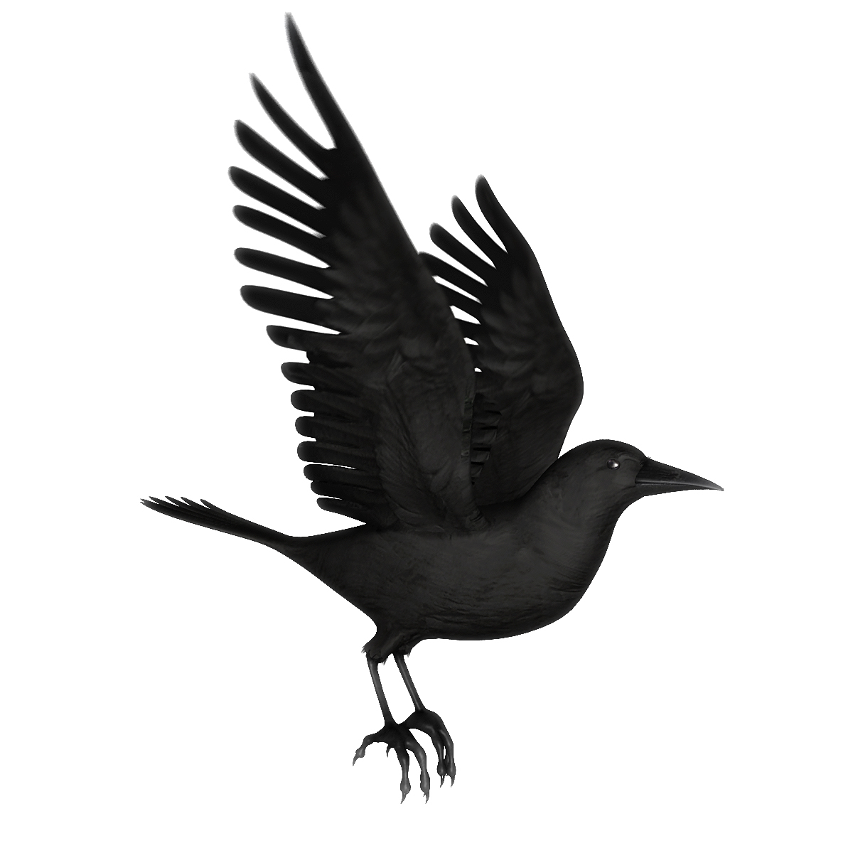 3d model crow flying animation