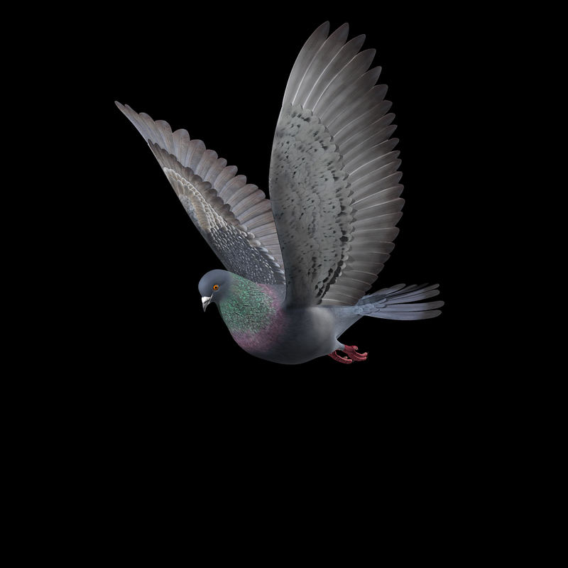 Flying Pigeon B Max