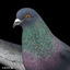 flying pigeon b max