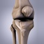 3d model knee bones patella