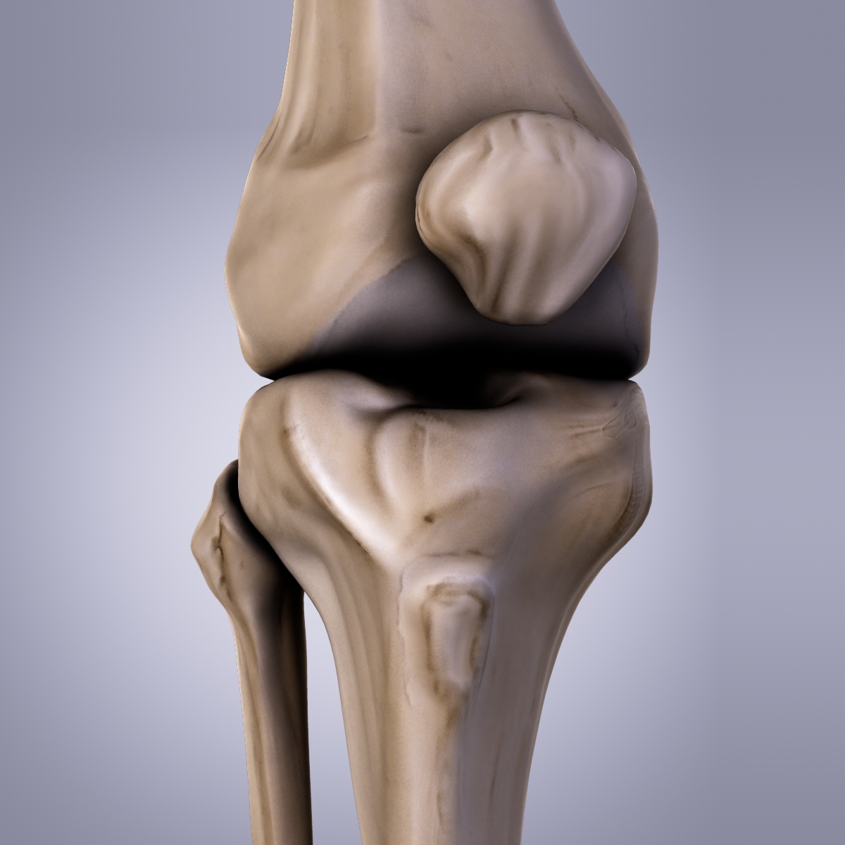 膝盖3D模型 - TurboSquid 607910