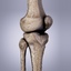3d model knee bones patella