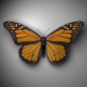 monarch butterfly c4d