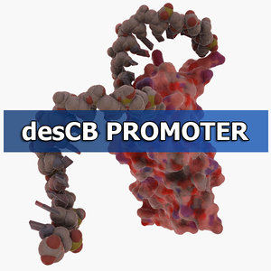 descb promoter 3d model