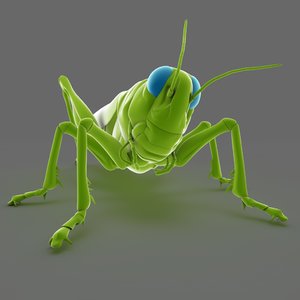 3d grasshopper
