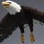 bald eagle rigged max