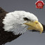 bald eagle rigged max