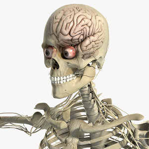 lightwave male nervous systems anatomy