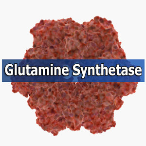 maya glutamine synthetase