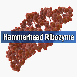 hammerhead ribozyme 3d max