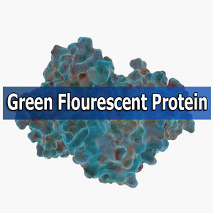 green fluorescent protein max