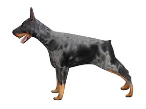 3d canine doberman dog model