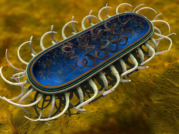 c4d bacteria structure fungus