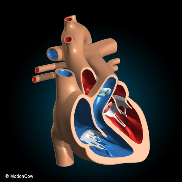 3d model human heart